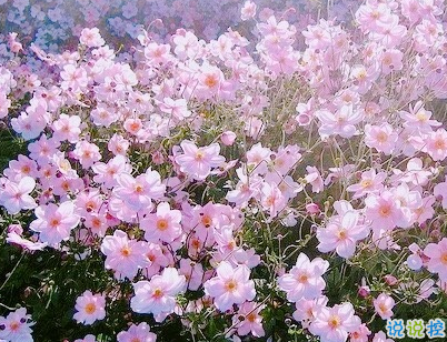 八月你好说说唯美句子配图 2019最新八月说说好听的句子4